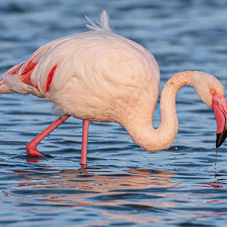 Apartment Luxury Poetto *